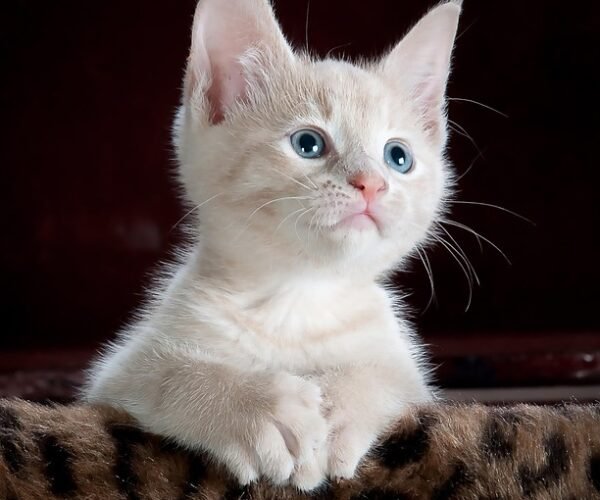 cat-551554_640
