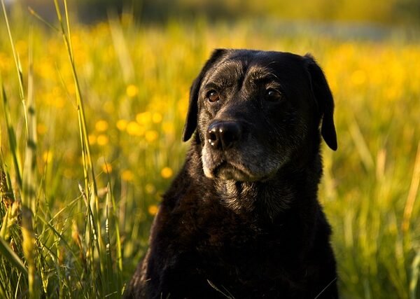 dog-5735582_640