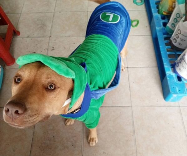 uploads_image_hua5n1CTbvojXkVmQKNgMqceJ9rZBl_IMG_20251003_130708_038